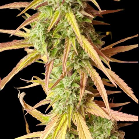 Purple punch auto growlog timeline photo