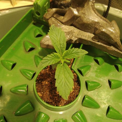 Jack 47 XL Auto growlog timeline photo