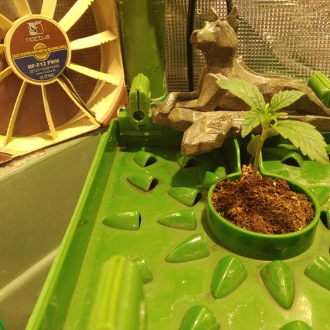 Jack 47 XL Auto growlog timeline photo