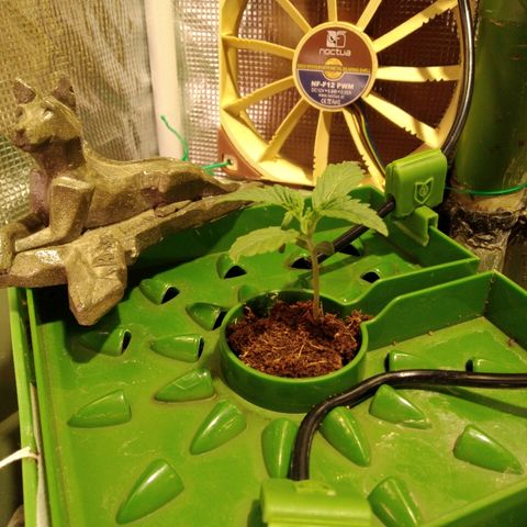 Jack 47 XL Auto growlog timeline photo