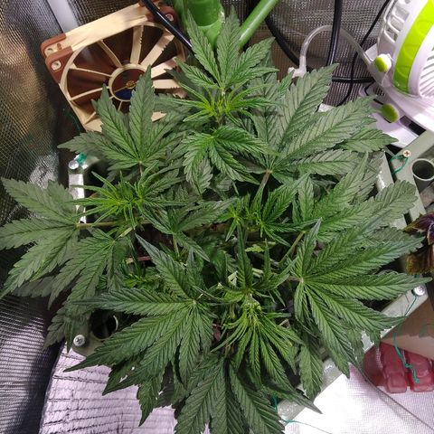 Jack 47 XL Auto growlog timeline photo