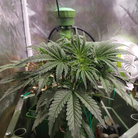 Jack 47 XL Auto growlog timeline photo