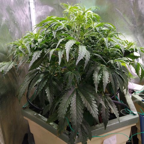 Jack 47 XL Auto growlog timeline photo