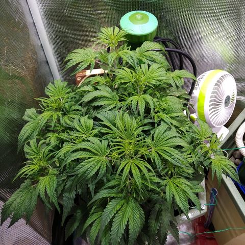 Jack 47 XL Auto growlog timeline photo