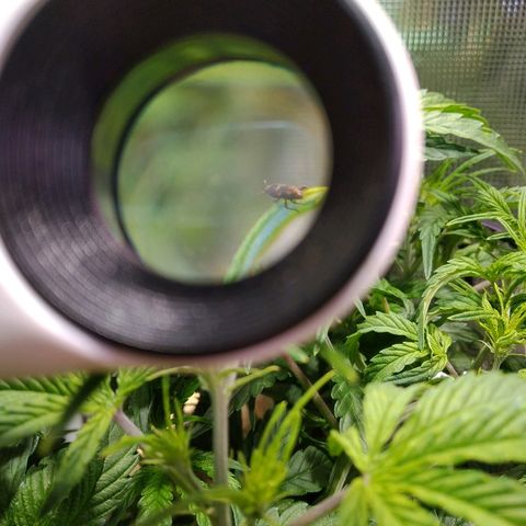 Jack 47 XL Auto growlog timeline photo