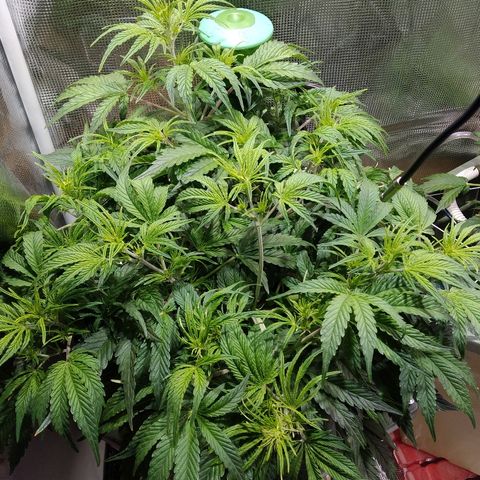 Jack 47 XL Auto growlog timeline photo