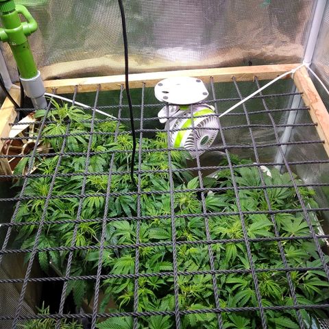 Jack 47 XL Auto growlog photo: Установил скрог