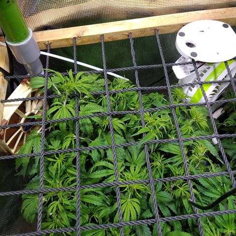 Jack 47 XL Auto growlog photo: Установил скрог