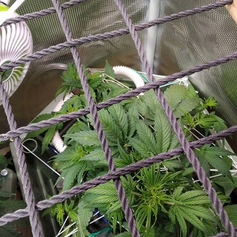 Jack 47 XL Auto growlog photo: Установил скрог