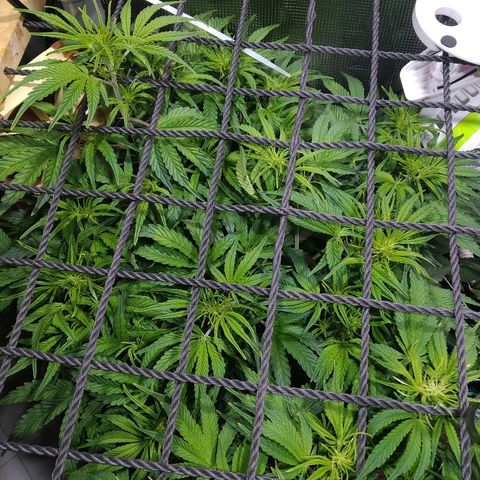 Jack 47 XL Auto growlog timeline photo