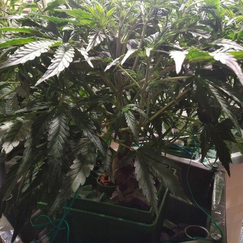 Jack 47 XL Auto growlog timeline photo