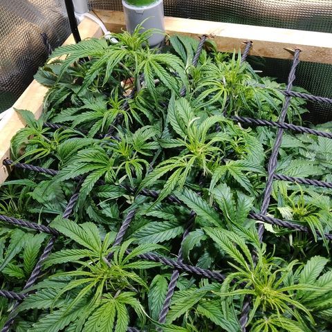 Jack 47 XL Auto growlog timeline photo