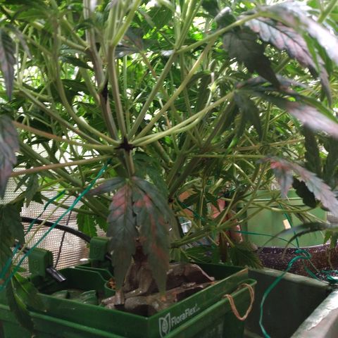 Jack 47 XL Auto growlog timeline photo