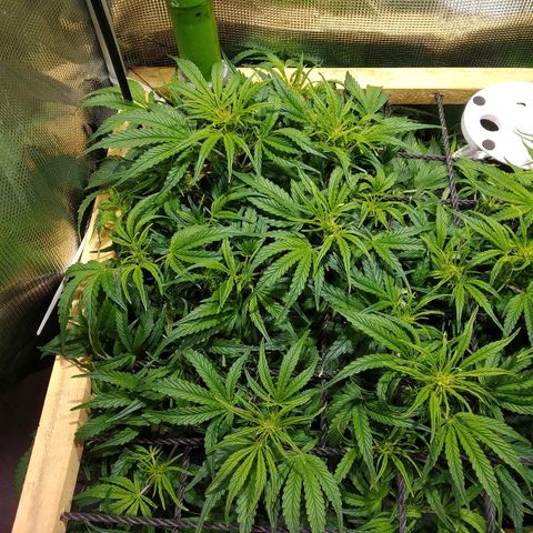 Jack 47 XL Auto growlog timeline photo