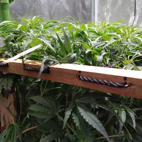 Jack 47 XL Auto growlog timeline photo