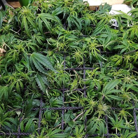 Jack 47 XL Auto growlog timeline photo