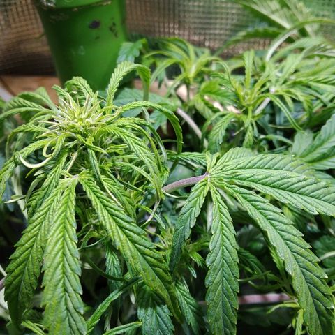 Jack 47 XL Auto growlog timeline photo