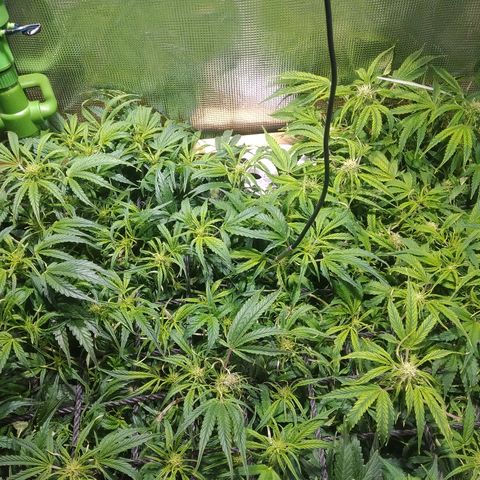 Jack 47 XL Auto growlog timeline photo