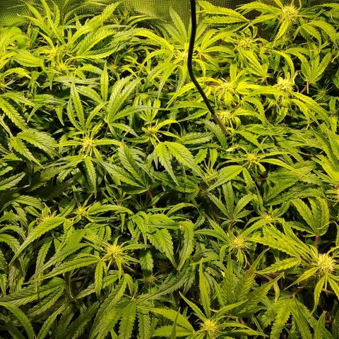 Jack 47 XL Auto growlog timeline photo