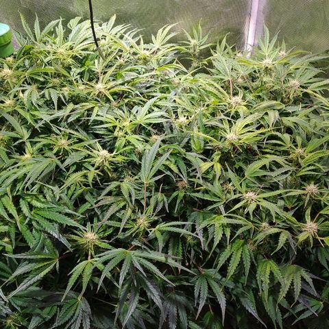 Jack 47 XL Auto growlog timeline photo