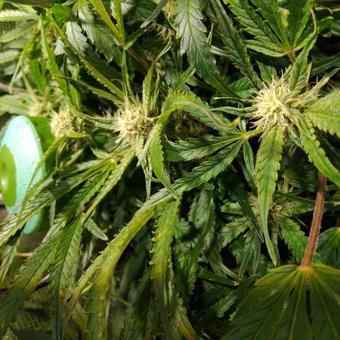 Jack 47 XL Auto growlog timeline photo