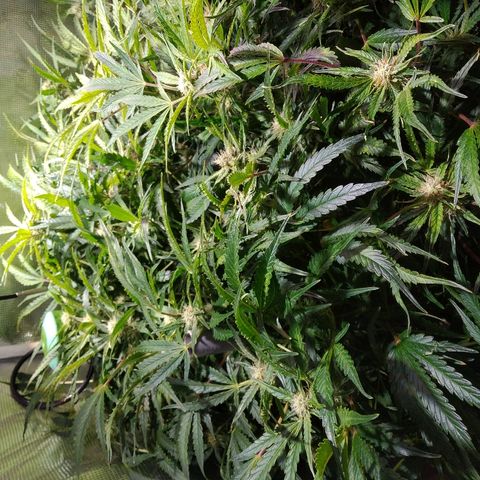 Jack 47 XL Auto growlog timeline photo
