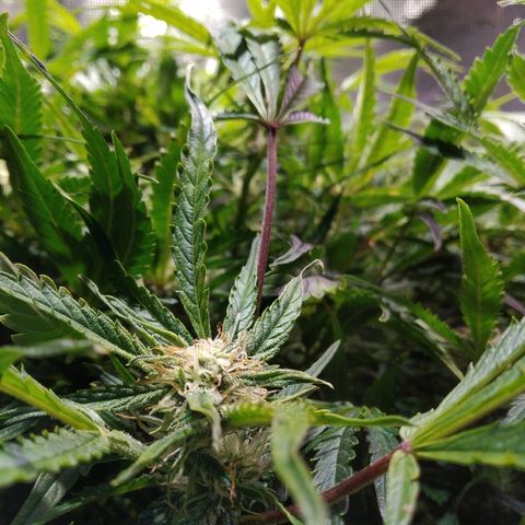 Jack 47 XL Auto growlog timeline photo