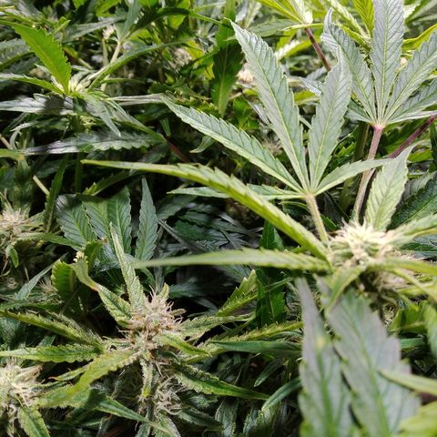 Jack 47 XL Auto growlog timeline photo