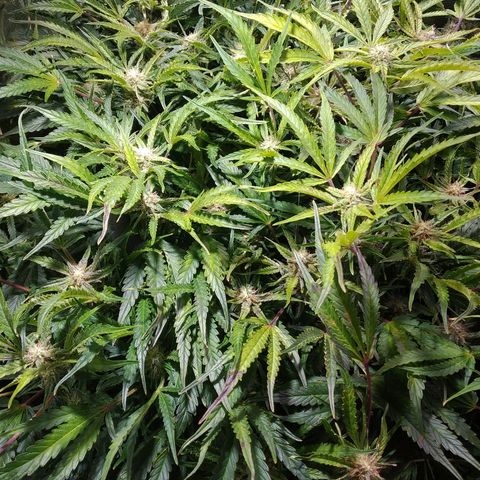 Jack 47 XL Auto growlog photo: Есть недокорм после промывки