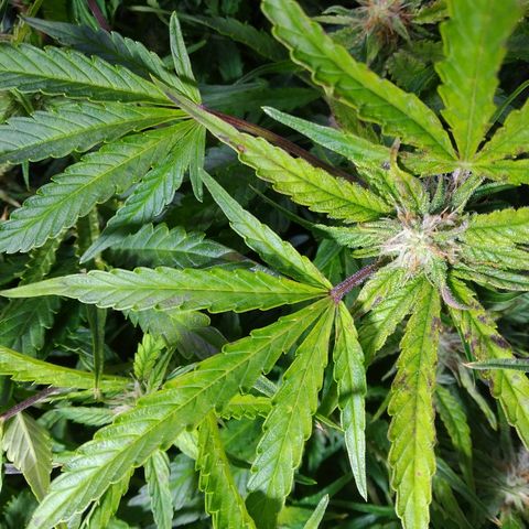 Jack 47 XL Auto growlog photo: Есть недокорм после промывки