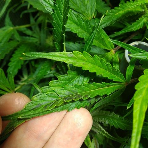 Jack 47 XL Auto growlog photo: Есть недокорм после промывки