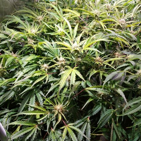 Jack 47 XL Auto growlog timeline photo