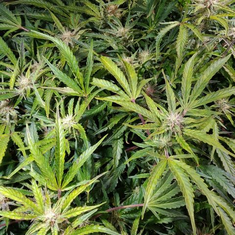 Jack 47 XL Auto growlog timeline photo