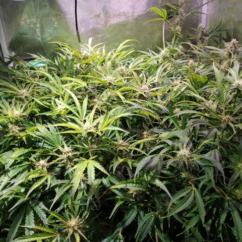 Jack 47 XL Auto growlog timeline photo