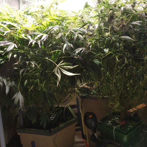 Jack 47 XL Auto growlog timeline photo
