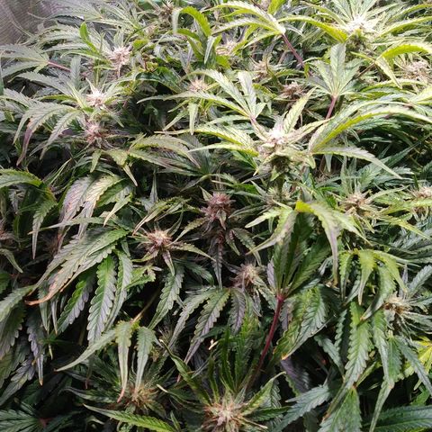 Jack 47 XL Auto growlog timeline photo
