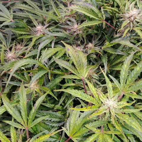 Jack 47 XL Auto growlog timeline photo