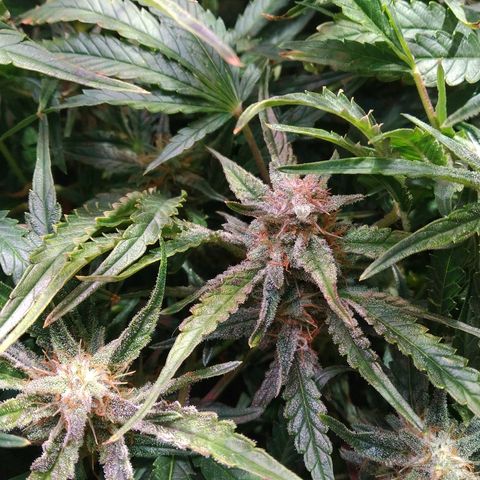 Jack 47 XL Auto growlog timeline photo