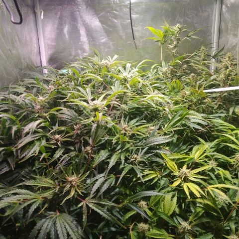 Jack 47 XL Auto growlog timeline photo