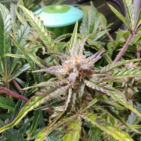 Jack 47 XL Auto growlog timeline photo