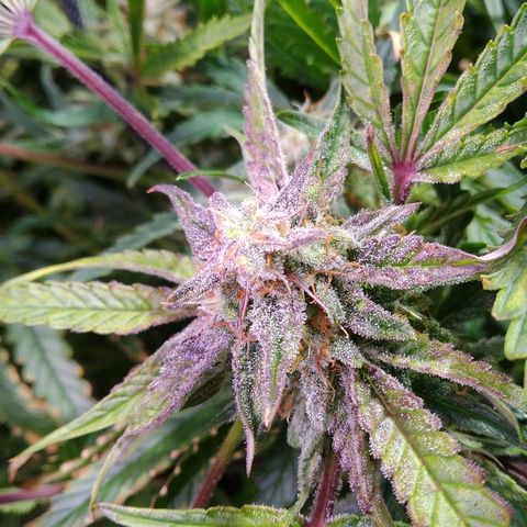 Jack 47 XL Auto growlog timeline photo