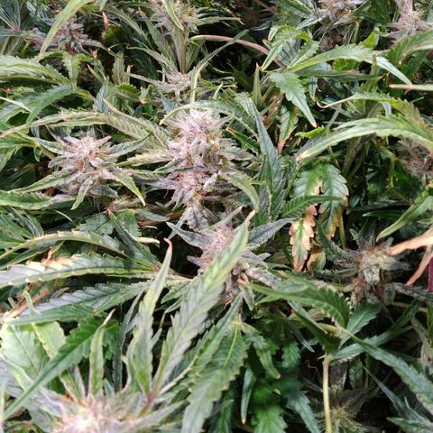 Jack 47 XL Auto growlog timeline photo