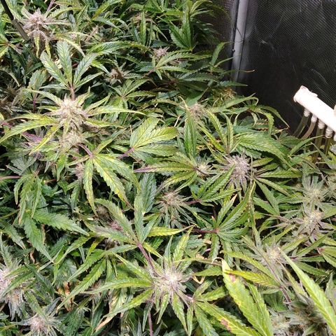 Jack 47 XL Auto growlog timeline photo