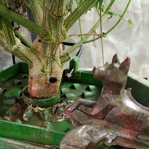 Jack 47 XL Auto growlog timeline photo