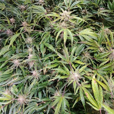 Jack 47 XL Auto growlog timeline photo