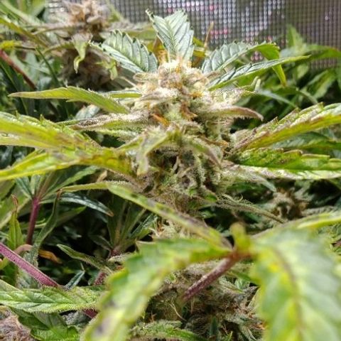 Jack 47 XL Auto growlog timeline photo