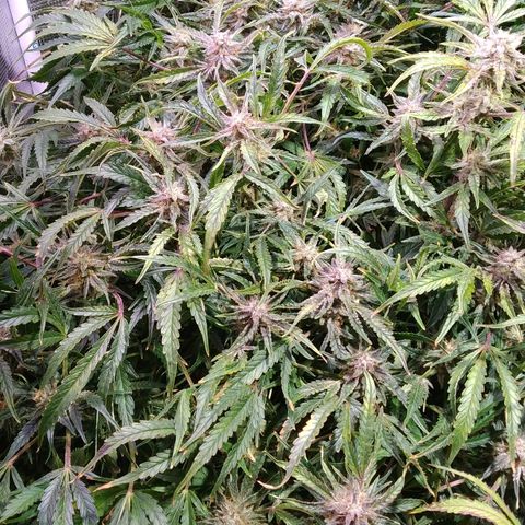 Jack 47 XL Auto growlog timeline photo