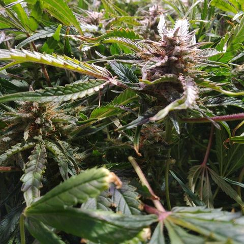 Jack 47 XL Auto growlog timeline photo