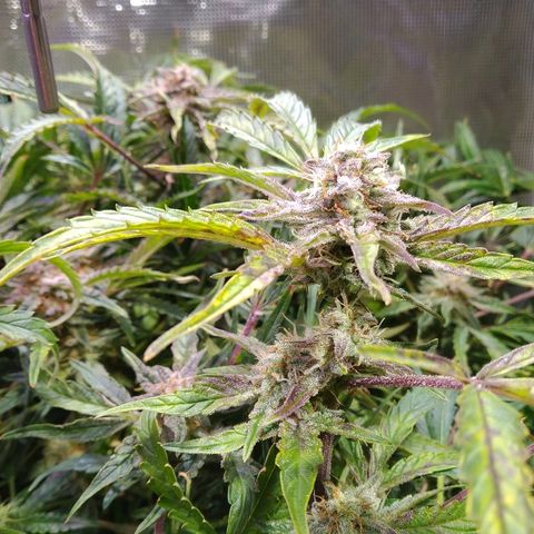 Jack 47 XL Auto growlog timeline photo