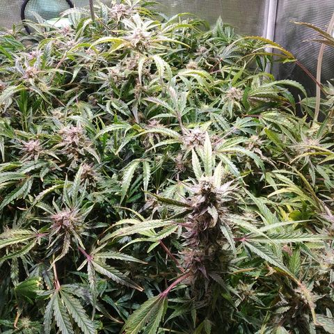 Jack 47 XL Auto growlog timeline photo